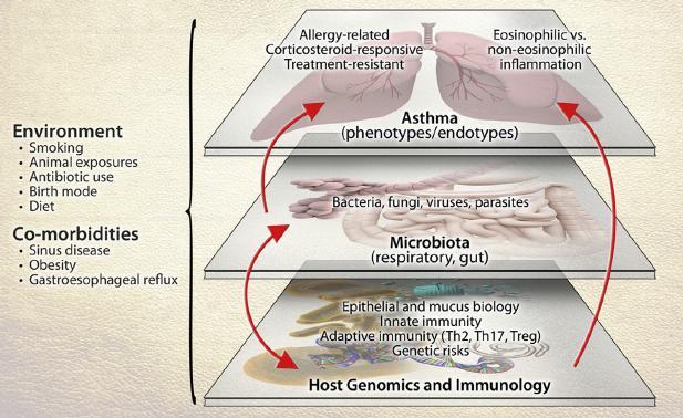 Figura 6. Interacción de la microbiota con otros factores que influyen en la suceptibilidad a sufrir asma y sus manifestaciones.