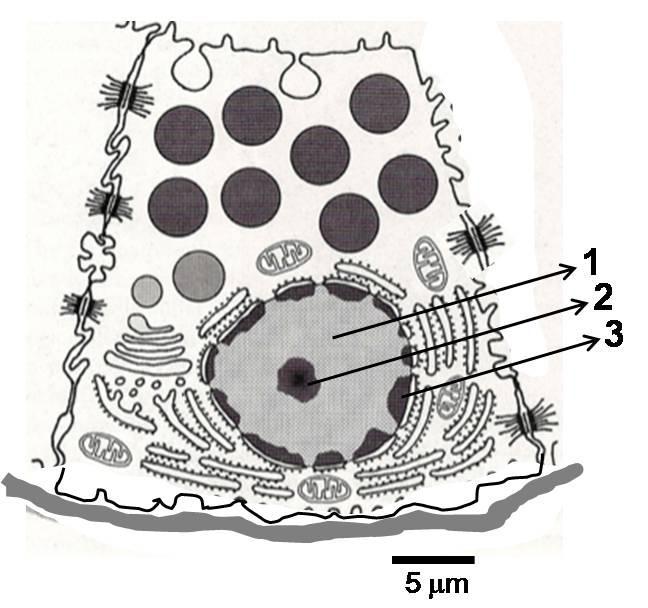 La figura representa una microfotografía electrónica de una célula epitelial perteneciente a un acino seroso de la parótida.