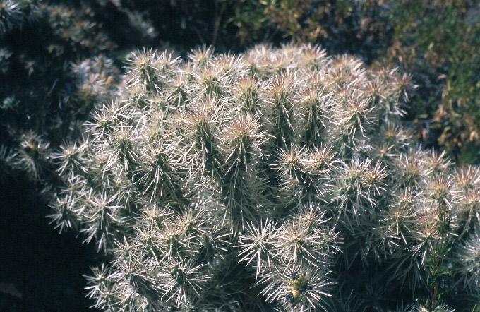 Cylindropuntia tunicata (Lehm.) F.M. Knuth (= Opuntia tunicata (Lehm.) Pfeiff.) FAMILIA: CACTACEAE 113 Cactus de crecimiento arbustivo que se ramifica en cojines densos.