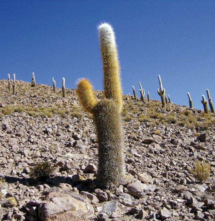 Echinopsis atacamensis (Phil.) Friedrich et Rowley FAMILIA: CACTACEAE cardón 117 Cactus columnar de gran belleza, que puede sobrepasar los 6 m de alto.