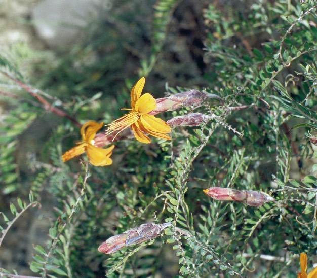 Mutisia acuminata Ruiz et Pavón var.