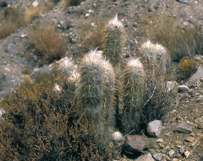 Oreocereus leucotrichus (Phil.) Wagenkn. FAMILIA: CACTACEAE chastudo, viejito 145 Cactus columnar, de crecimiento arbustivo, que presenta ramificaciones desde la base.