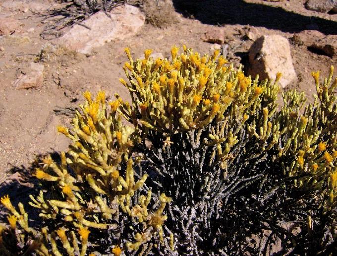 Parastrephia teretiuscula (Kuntze) Cabrera FAMILIA: ASTERACEAE (COMPOSITAE) tola, kobatola, kulkut ula 152 Arbusto de flores amarillosas, que crece en torno a los 3.