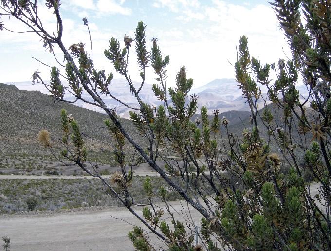 Plazia daphnoides Weddell FAMILIA: ASTERACEAE (COMPOSITAE) koya macho, koya, koba 154 Arbusto ramoso que puede superar 1 m de alto.