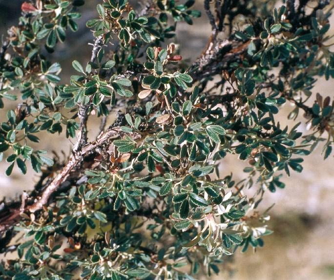 Polylepis rugulosa Bitter (= Polylepis besseri Hieron.) FAMILIA: ROSACEAE queñoa 155 Árbol que crece hasta unos 7 m de alto.
