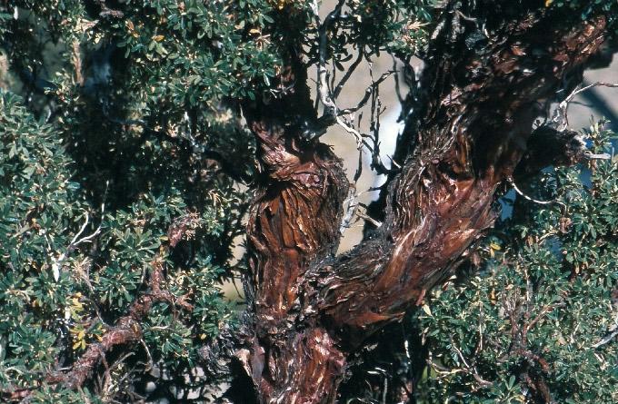 Polylepis tarapacana Phil. FAMILIA: ROSACEAE queñoa de altura 156 Árbol de hasta 7 m de alto, de corteza café-rojiza, la cual se desprende en láminas.