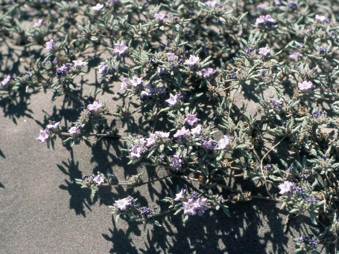 Tiquilia atacamensis (Phil.) A.T. Richardson FAMILIA: BORAGINACEAE cauchal 165 Planta rastrera y de hojas peludas. Presenta flores blanquecinas a violetas.