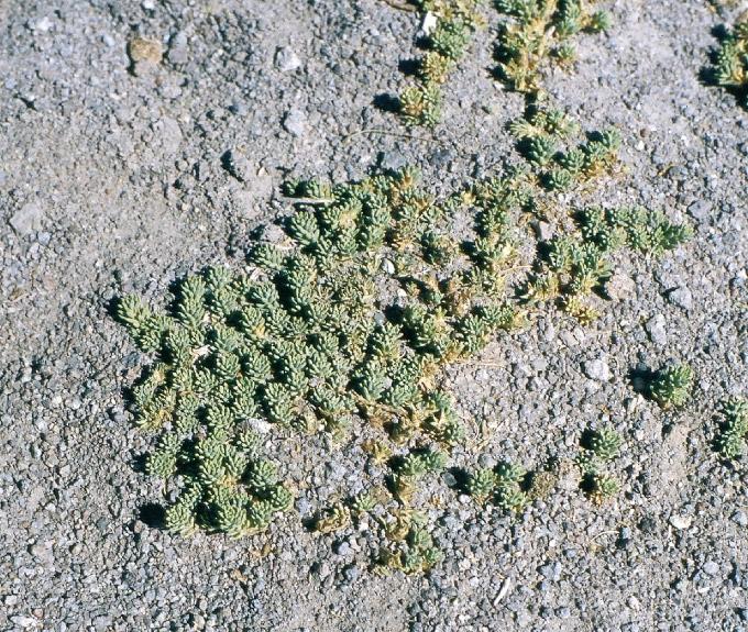 Xenophyllum poposum (Phil.) V.A. Funk ( = Werneria poposa Phil.) FAMILIA: ASTERACEAE (COMPOSITAE) pupusa 171 Planta rastrera, ramosa, que forma céspedes o cojines.