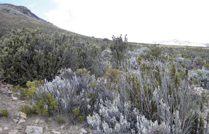 rotundifolia - Diplostephium cinereum - Baccharis tola - Fabiana ramulosa Corresponde a un matorral denso, que habita a los 4.000 m de altitud.