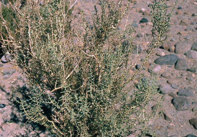 1. MATORRAL de Acantholippia deserticola - Chuquiraga atacamensis Esta unidad corresponde a un matorral poco denso, representado por
