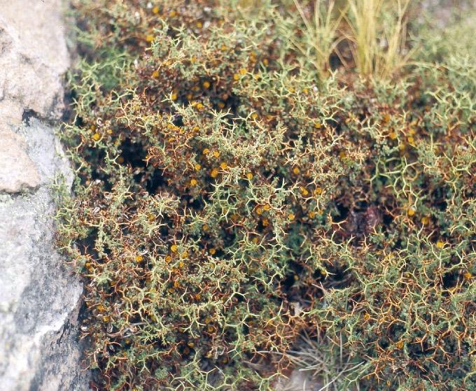 Adesmia spinosissima Meyen ex Vogel FAMILIA: FABACEAE (PAPILIONACEAE) añaguaya 90 Arbusto que puede superar 1 m de alto.