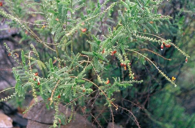Adesmia verrucosa Meyen FAMILIA: FABACEAE (PAPILIONACEAE) allaval 91 Arbusto no muy frecuente, de ramas erectas y flores amarillas.