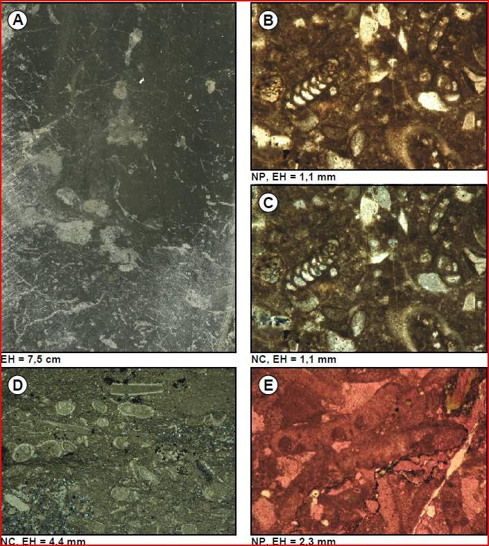 107 Figura 31.- Fotografía de núcleo (A) y fotomicrografías (B-E) de mudstone - wackestone / wackestone con foraminíferos bentónicos y algas verdes, microfacies 9. (A) Fm.