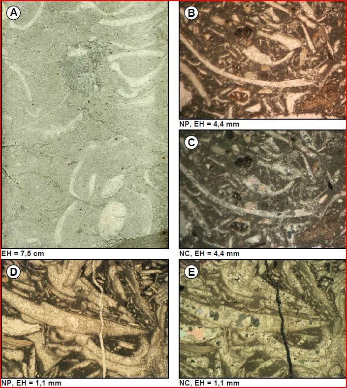 116 Figura 36.- Fotografía de núcleo (A) y fotomicrografías (B-E) de mudstone - wackestone / wackestone de pelecípodos, microfacies 14. (A) Fm. Lisure, pozo SVS-0225, prof. 14929'3"; (B-C) Fm.