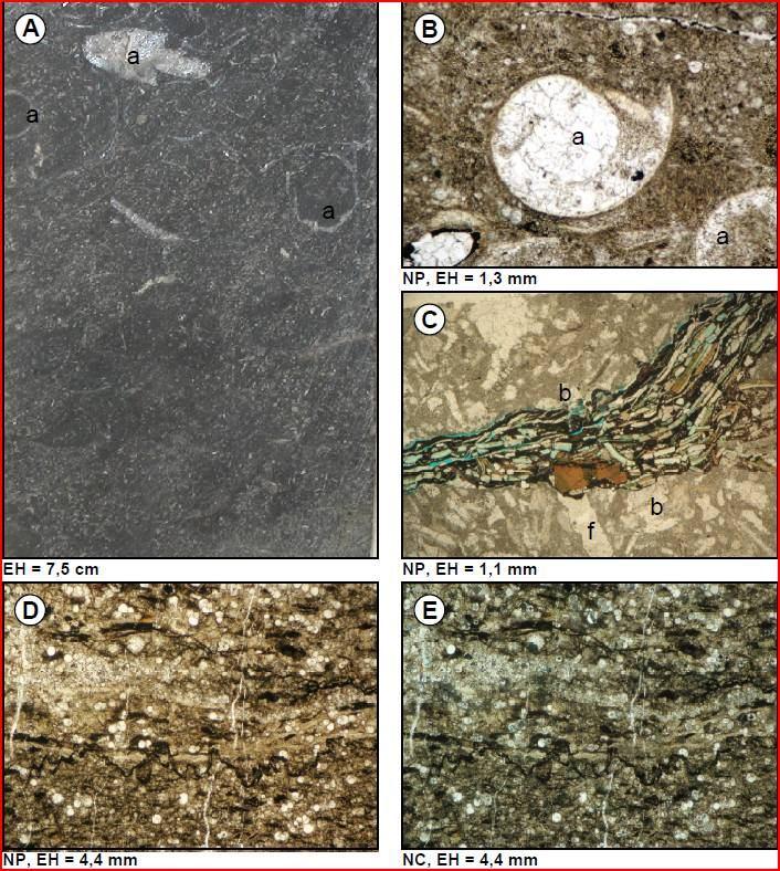 Figura 49.- Fotografía de núcleo (A) y fotomicrografías (B-E) de mudstone - wackestone / wackestone con foraminíferos planctónicos y cefalópodos, microfacies 28.
