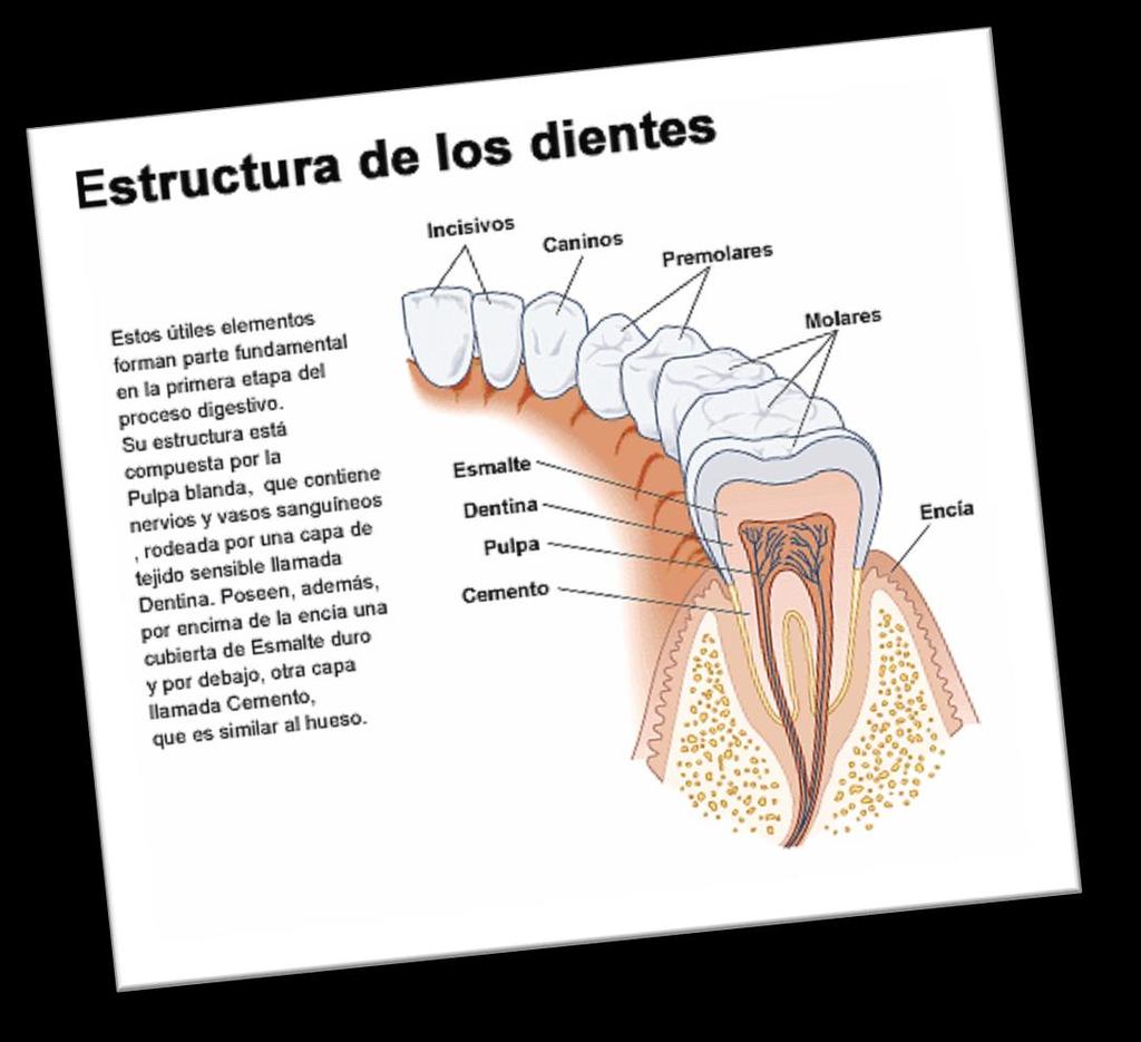 Cada diente se divide anatómicamente en dos porciones: Corona y Raíz.