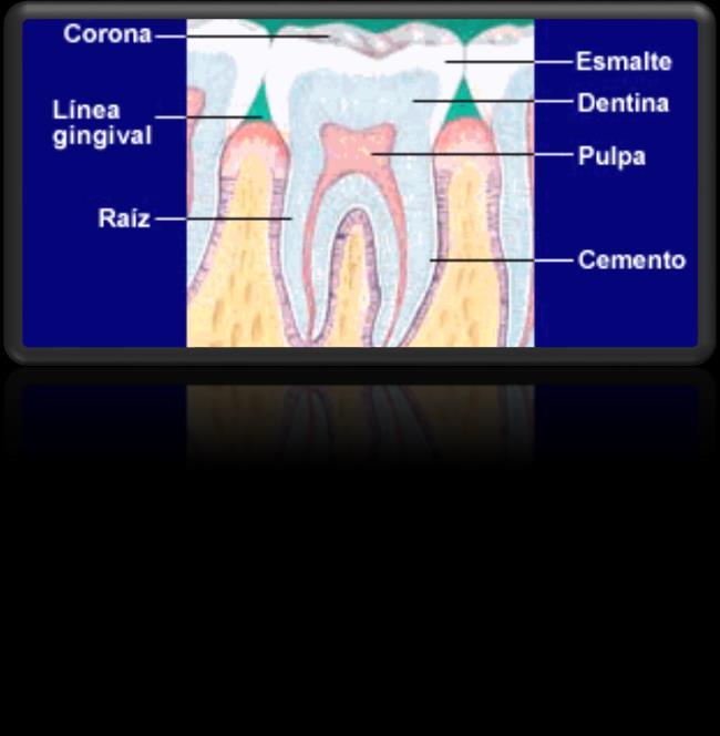 ligamento periodontal y hueso alveolar) y, por lo tanto, no es visible.