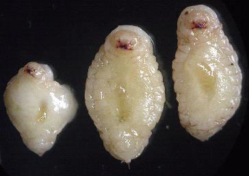 noctilio, que presentaban también ejemplares de este parasitoide, en las Regiones IX y X.