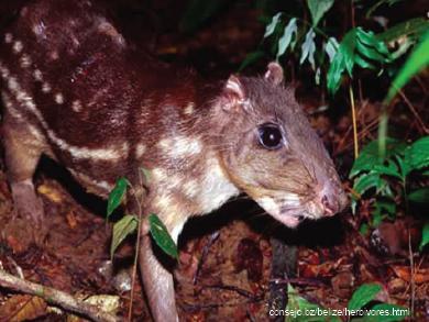 Cuniculus paca está clasificado como Preocupación Menor (LC) por la IUCN y está incluida en el Apéndice II de CITES.