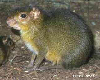 Tintín (Myoprocta pratti) Este roedor de vida media tiene un peso promedio de 0.8 1.2 kg y una vida promedio en cautiverio de 10 14 años (Nowak 1999).