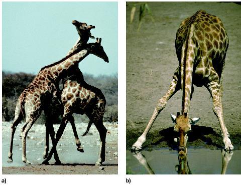 La evolución es un acuerdo entre presiones opuestas a) Una jirafa macho con cuello largo tiene una ventaja definitiva en los combates para establecer su dominio.
