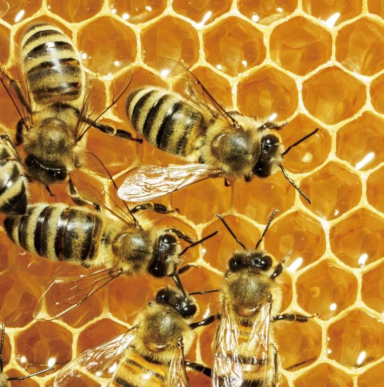 Miel Humedad de la Miel La humedad de la miel es un indicador importante de la calidad de la miel. Puede ayudar a determinar el mejor momento para cosechar la miel.