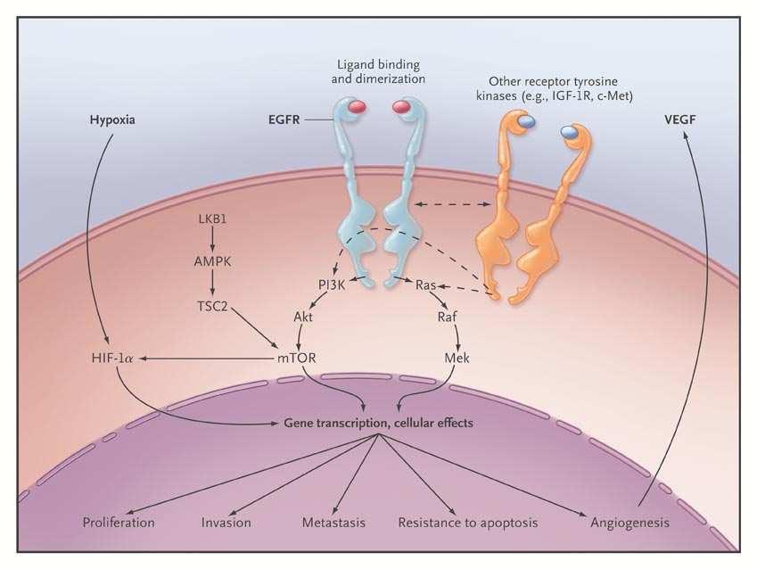 Epidermal Growth Factor Receptor (EGFR) Cell-Signaling