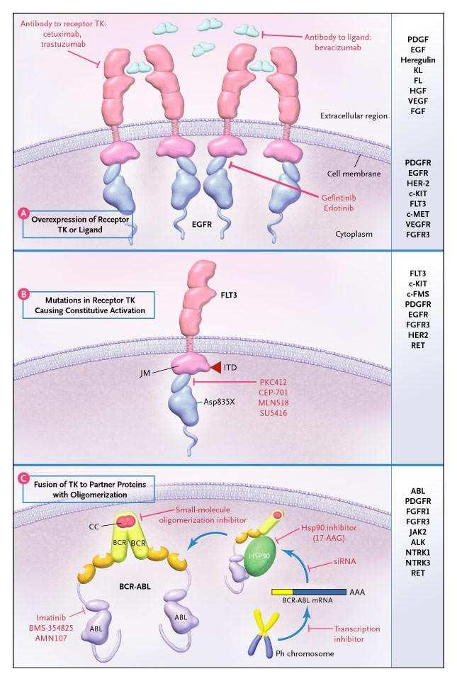 Mechanisms of TK Dysregulation and Therapeutic Targeting in