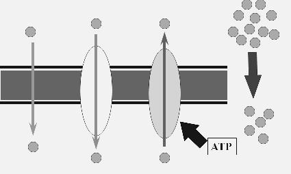 6- Identifique a continuación el tipo de moléculas de transporte: uniporte simporte antiporte cotransporte 7 Rotule el tipo de