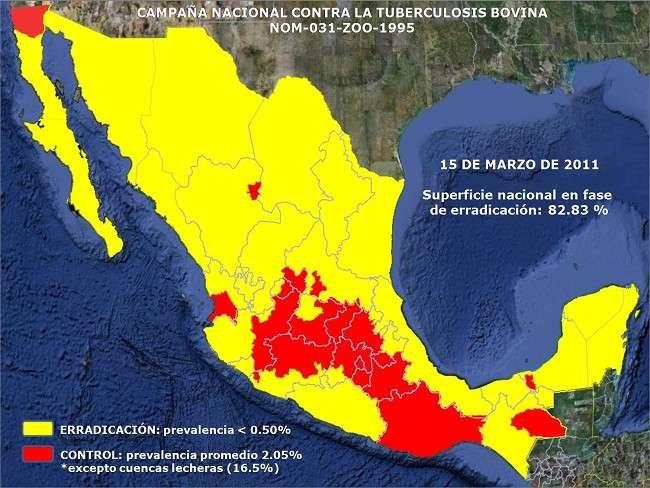 Vaca Becerro en México Estatus Sanitario