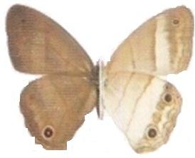 Diversidad de mariposas diurnas (insecta: lepidóptera) de un bosque subandino, Cajibío, Cauca 277 se desconoce casi por completo su estructura poblacional, y se ignoran los aspectos de ecología y