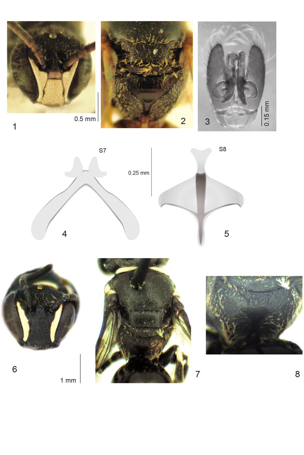 GENARO: Especies nuevas y nuevos registros de abejas para Las Antillas 43 Figuras 1-8. Especies antillanas nuevas del género Hylaeus.