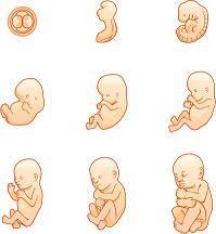 Introducción La importancia de conocer la etapa prenatal y los cuidados al nacer. Cómo es un desarrollo prenatal adecuado?