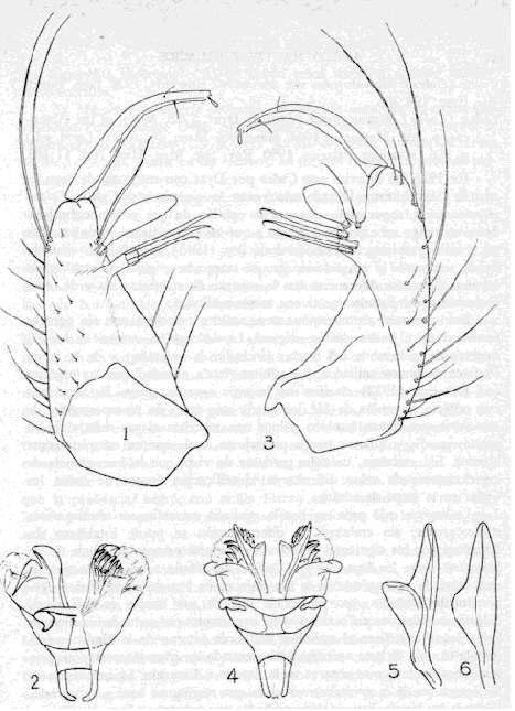 Culex (Culex) thriambus Dyar Culex (Culex) thriambus Dyar, 1921. Ins. Ins. Mens. 9:33. Galindo & Kelley, 1943. Pan. Pac. Ent. 19 :87. Culex (Culex) stigmatosoma var. thriambus Edwards, 1932. Gen.