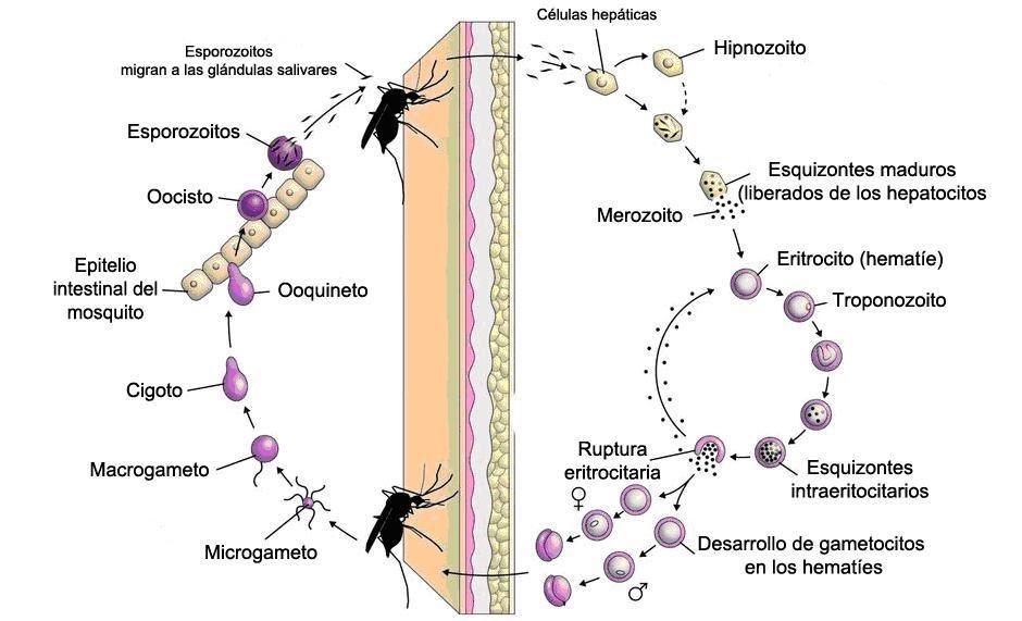 Plasmodium Malariae. - Tiene una distribución geográfica más esparcida determina los accesos de la fiebre cuartana, su longevidad puede alcanzar 20 años. Plasmodium Ovale.