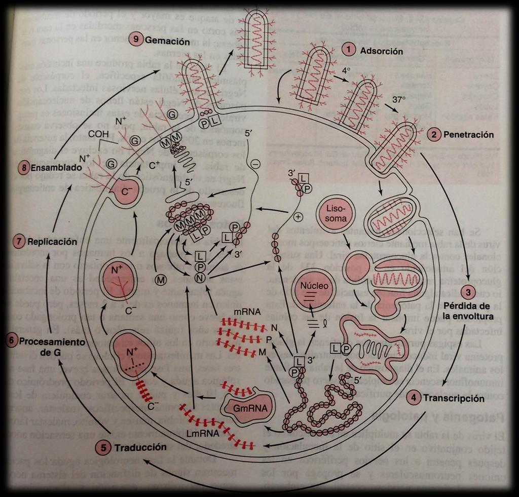 CICLO DE REPRODUCCIÓN DE UN RABDOVIRUS 9. GEMACIÓN 1. ADSORCION La proteína G se une a la célula hospedadora y se internaliza por endocitosis 8. ENSAMBLADO 7.