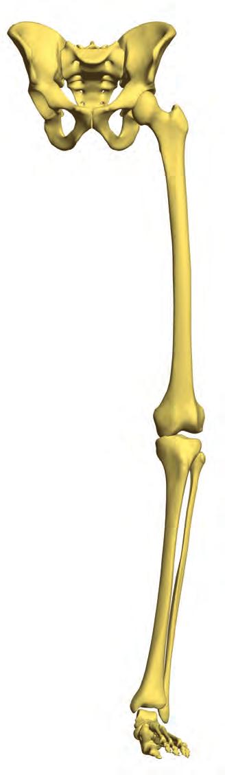 10 Sistema primario de rodilla Innex MIS Técnica quirúrgica Planificación preoperatoria con plantillas radiográficas Cuando analice la radiografía AP de la longitud total de la pierna, se recomienda