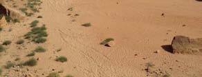 Nos adentraremos en las arenas rosadas de este desierto, que posee un encanto especial proporcionado por los macizos graníticos que la naturaleza ha modelado con formas caprichosas.