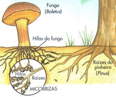 Reino al que pertenece: Fungi Tipo de adaptación: Características generales: Este ser vivo ha desarrollado diversas formas de obtener su alimento.
