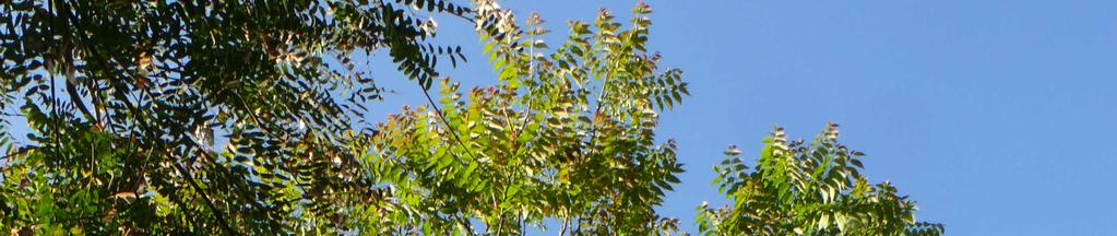 Ailanthus altissima (Mill.