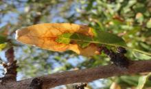 Almond leaf scorch,