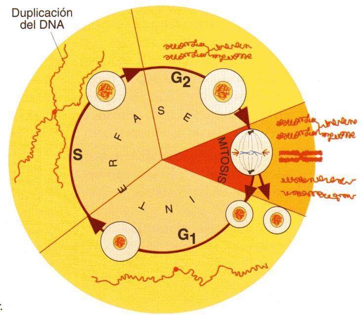 3- El cicle cel.lular Seqüència d esdeveniments que tenen lloc al llarg de la vida d una cèl.ula. G 1 Creixement i duplicació d orgànuls citoplasmàtics.