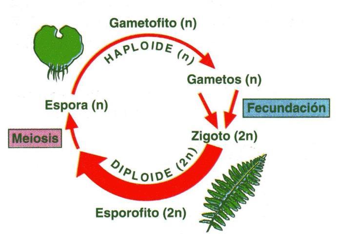 7-Els cicles vitals HAPLONTS: la meiosi té lloc en la primera divisió del zigot