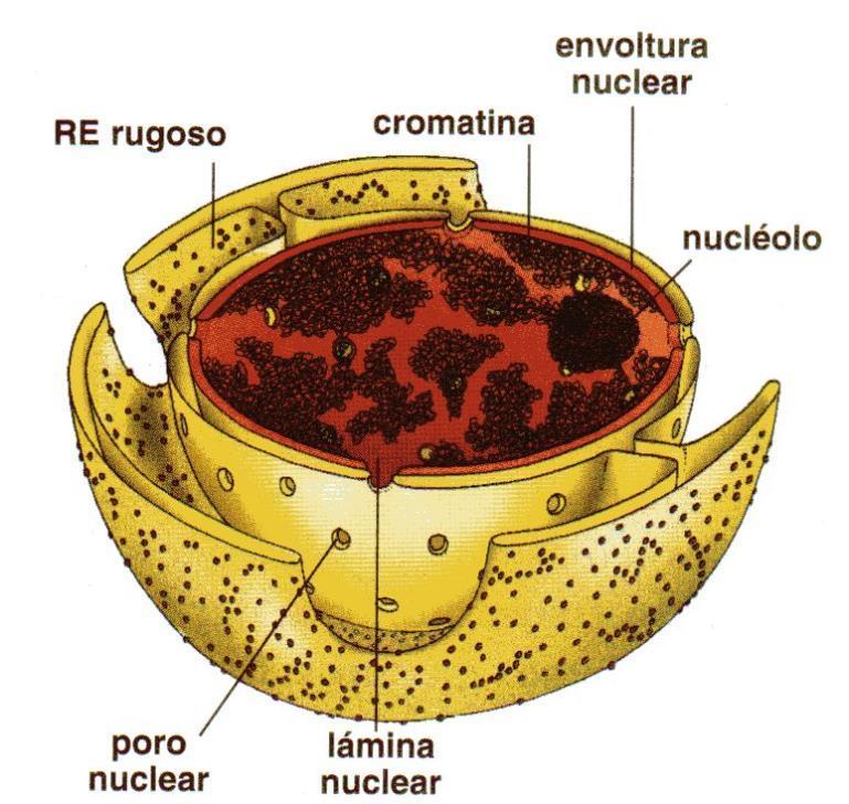 1-El nucli Estructura Parts del nucli: Embolcall nuclear Nucleoplasma
