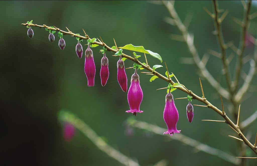 En la foto superior, flores de latué (Latua publiflora), arbusto endémico utilizado por los huilliche en actividades rituales (Foto: WWF-Nicolás Piwonka).