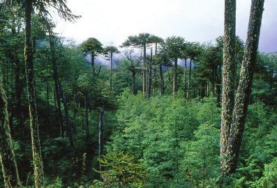 Alrededor de 30.000 ha de bosques de araucarias pertenecen a comunidades Mapuche-Pehuenche en la región de la Araucanía (Foto: WWF-Pablo Valenzuela).