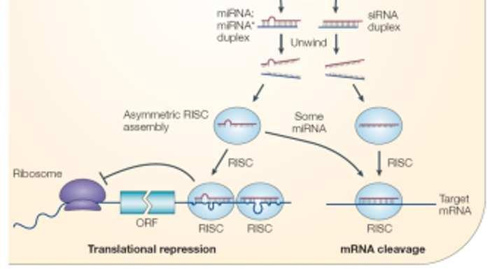 micrornamaduro se asocia con el complejo proteico RISC (RNA-induced silencing complex) RISK inicia o la inhibición de la traducción o la degradación del mrna 2008