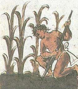 3.3 Prácticas agrícolas Los agricultores mayas supieron trabajar la tierra y