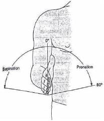 Figura 14.11. Flexión y extensión del codo. Figura 14.12. Pronación y supinación del antebrazo.