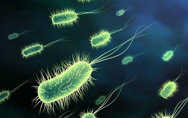 Bacterias Patología variable: Inocuas muerte.